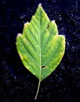 Leaf displays Golden Ratio.